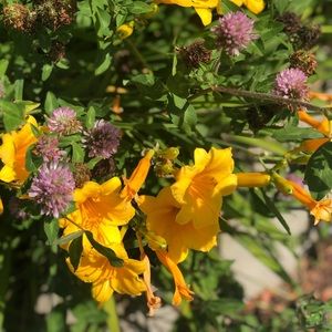 Meet your Posher, Alison